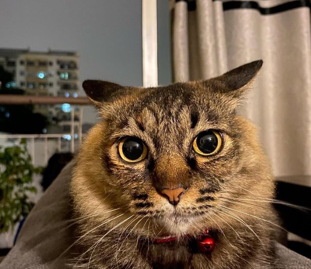 Diablo Aka Boy And Datin Aka Girl - Domestic Short Hair + Domestic Long Hair Cat