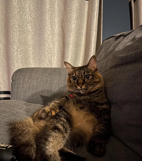 Diablo Aka Boy And Datin Aka Girl - Domestic Short Hair + Domestic Long Hair Cat