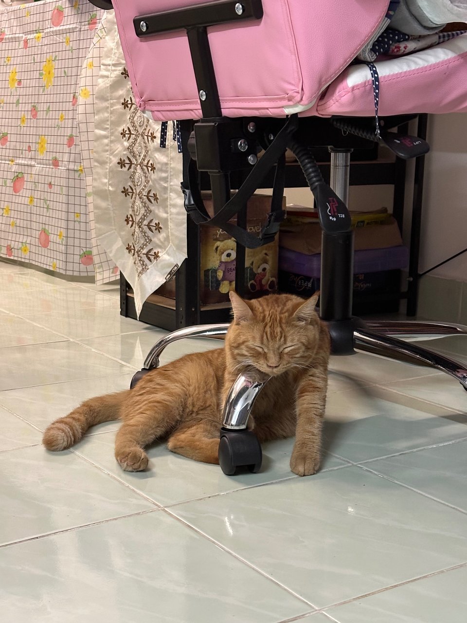 Tiger - British Shorthair + Domestic Long Hair Cat