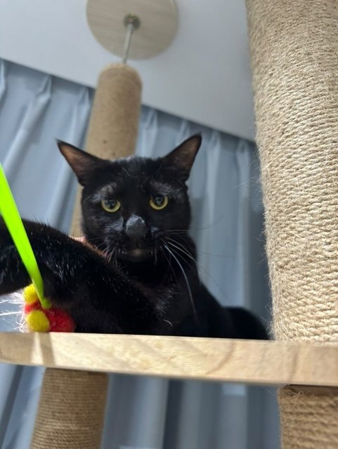 Clark - Domestic Short Hair Cat