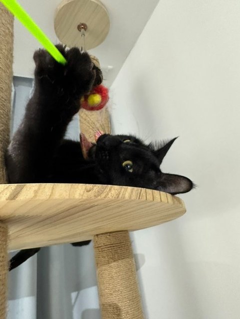 Clark - Domestic Short Hair Cat