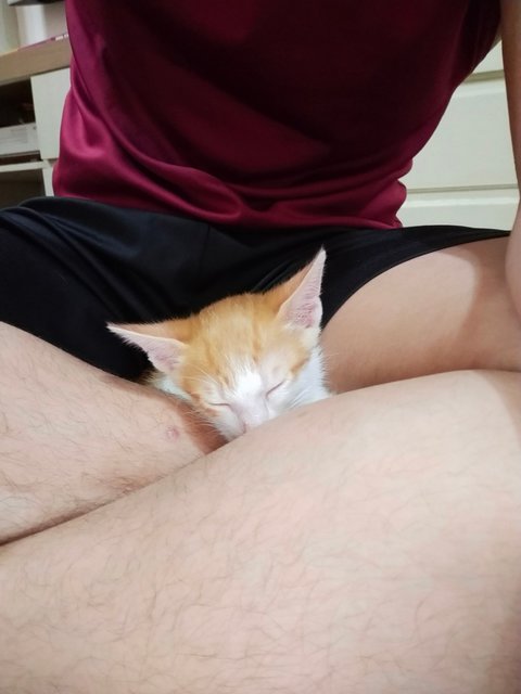 Simba - Domestic Short Hair Cat