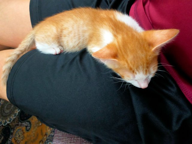 Simba - Domestic Short Hair Cat