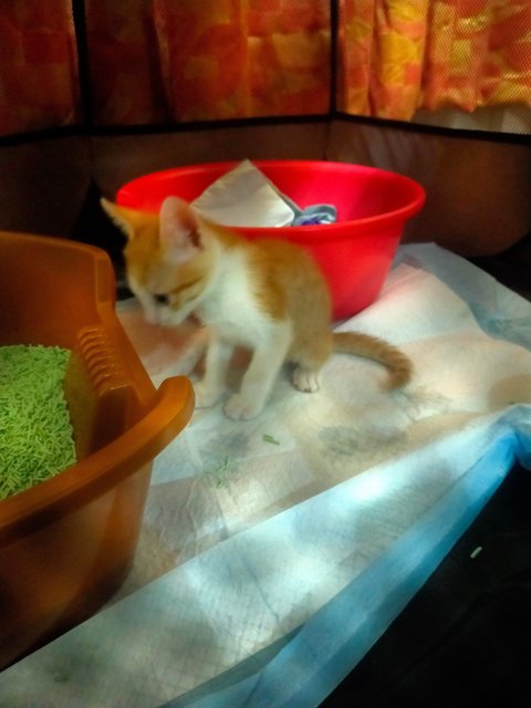 Simba - Domestic Short Hair Cat