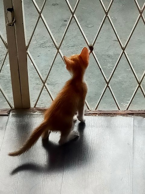 Simba - Domestic Short Hair Cat