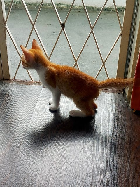 Simba - Domestic Short Hair Cat
