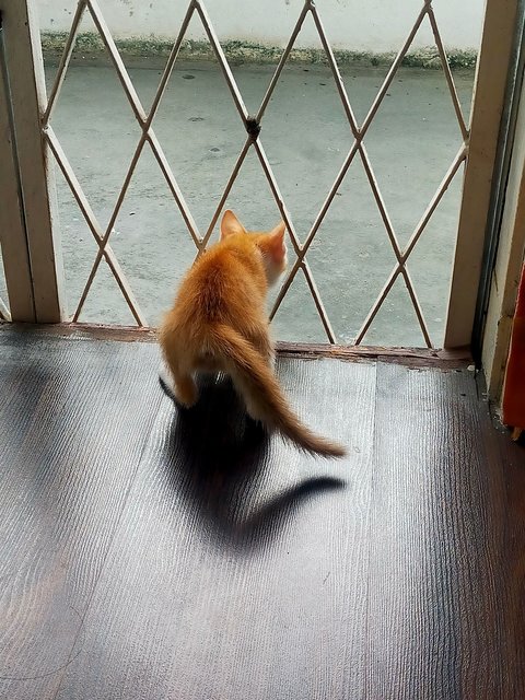 Simba - Domestic Short Hair Cat