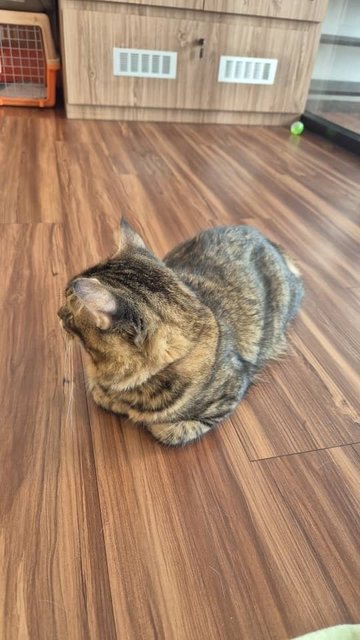 Brownie - Domestic Medium Hair Cat