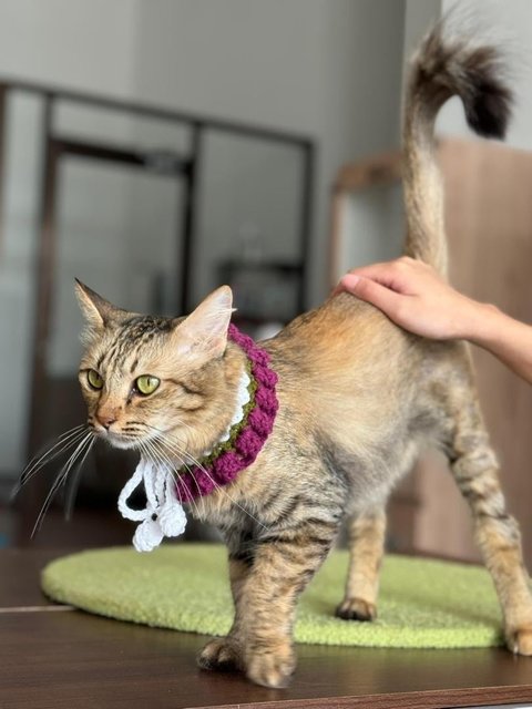 Brownie - Domestic Medium Hair Cat