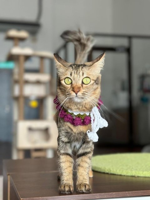 Brownie - Domestic Medium Hair Cat