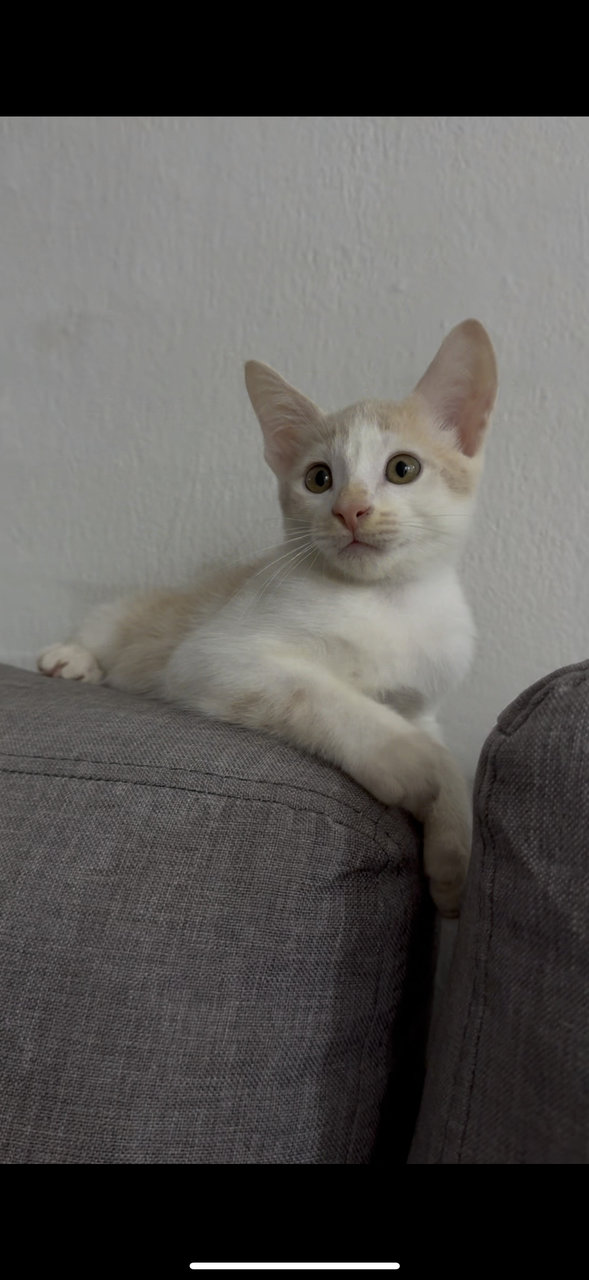 Ezra - American Shorthair Cat