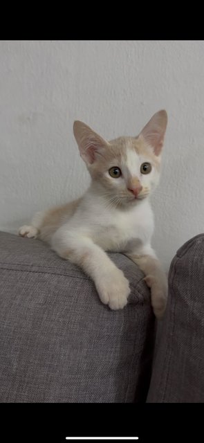Ezra - American Shorthair Cat