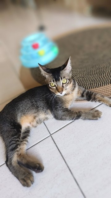 Figaro - Tabby Cat