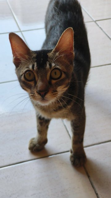 Figaro - Tabby Cat