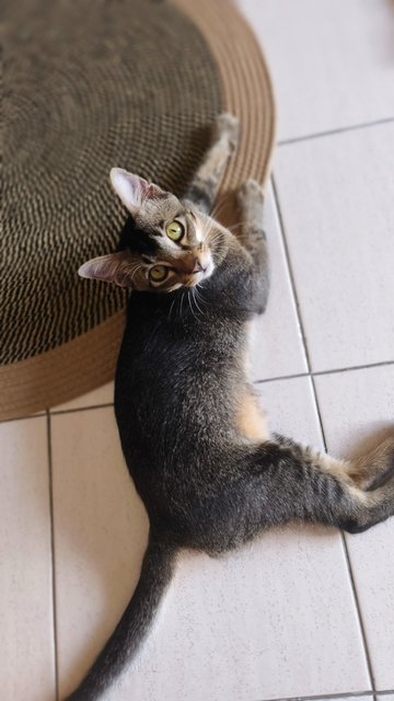 Figaro - Tabby Cat