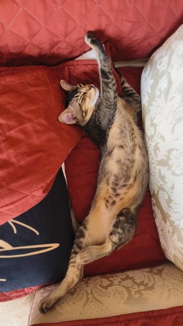 Figaro - Tabby Cat