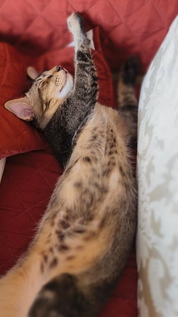 Figaro - Tabby Cat
