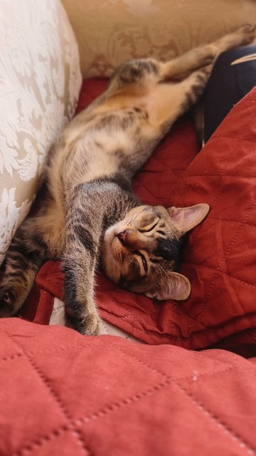Figaro - Tabby Cat