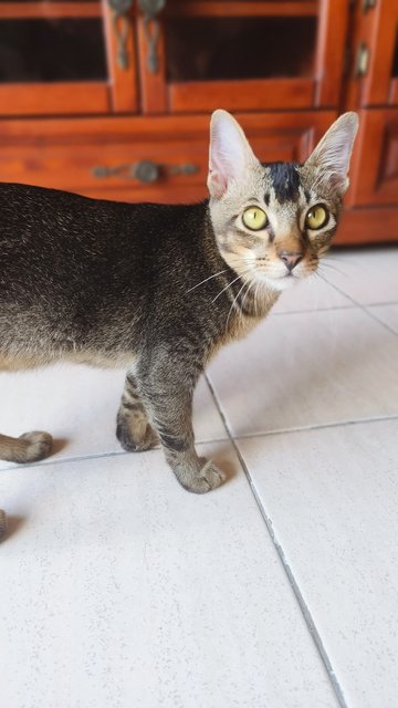 Figaro - Tabby Cat