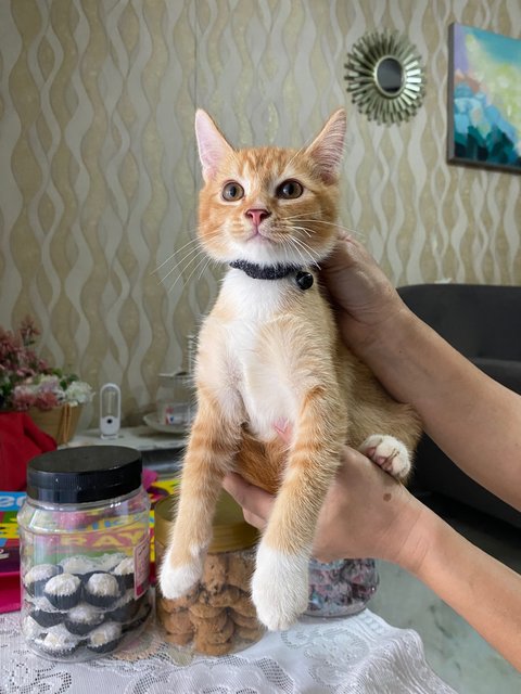 Mix Colour  - Domestic Medium Hair Cat