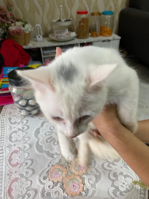 Mix Colour  - Domestic Medium Hair Cat