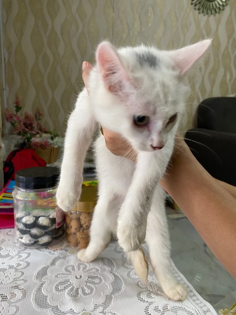 Mix Colour  - Domestic Medium Hair Cat