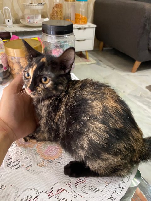 Mix Colour  - Domestic Medium Hair Cat