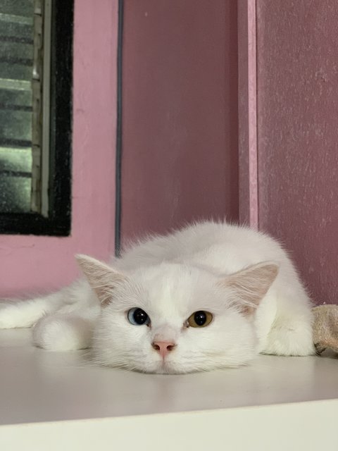 Mix Colour  - Domestic Medium Hair Cat