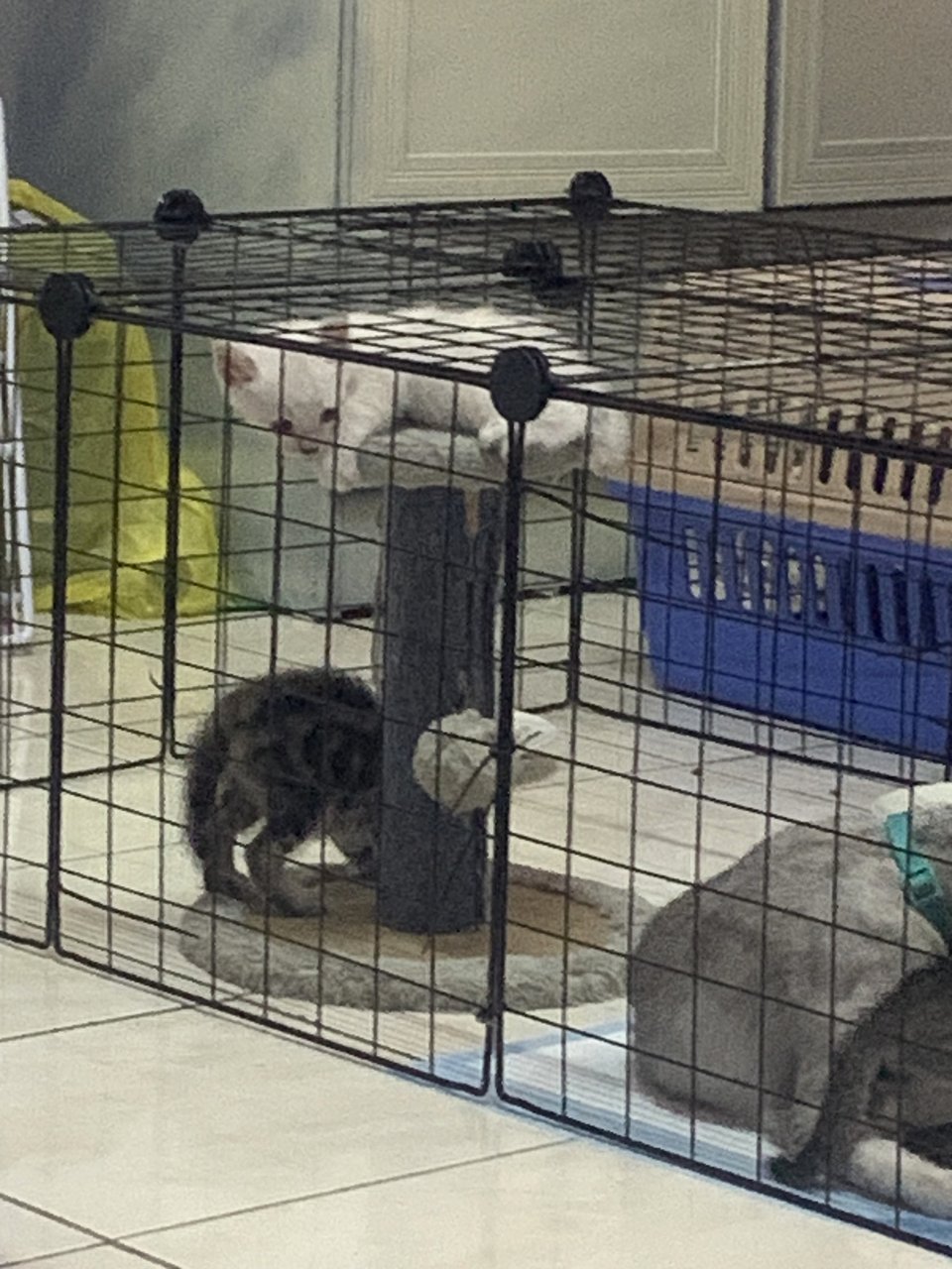 PF140669 - Domestic Short Hair + British Shorthair Cat