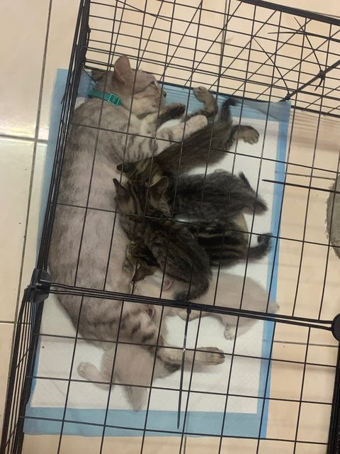 PF140669 - Domestic Short Hair + British Shorthair Cat