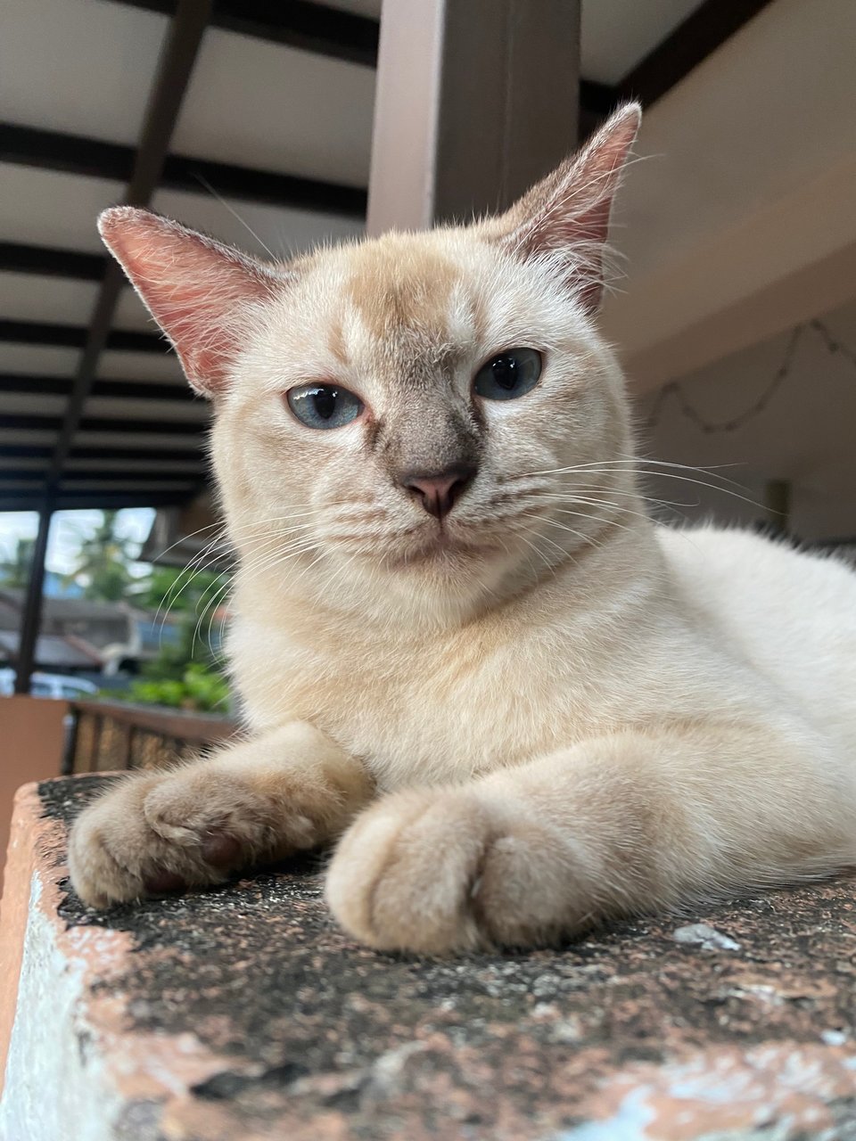 Cik Tehh N Cik Ngusss - Domestic Short Hair + Domestic Medium Hair Cat