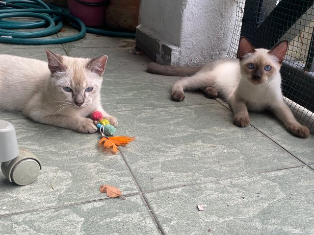 Cik Tehh N Cik Ngusss - Domestic Short Hair + Domestic Medium Hair Cat