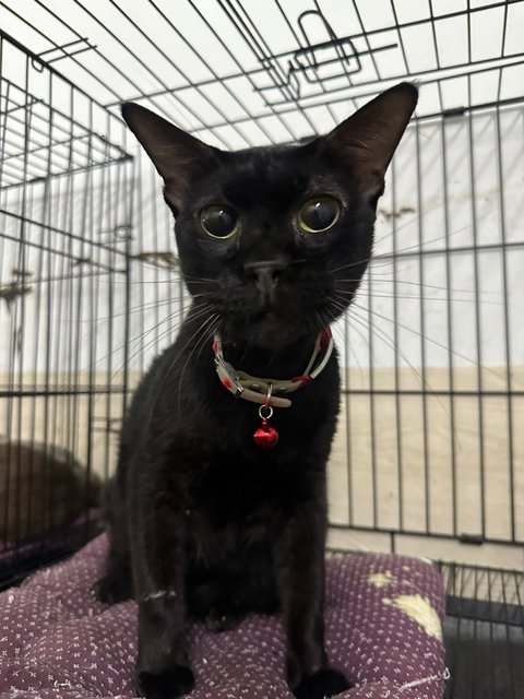 Kuromi - Domestic Short Hair Cat