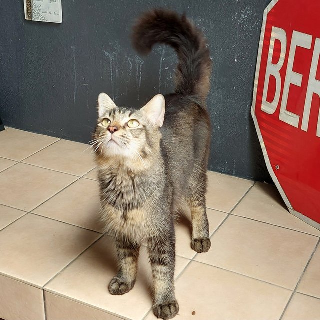 Clarence Cottontail  - Domestic Long Hair Cat