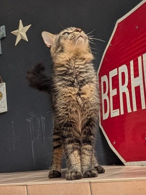 Clarence Cottontail  - Domestic Long Hair Cat
