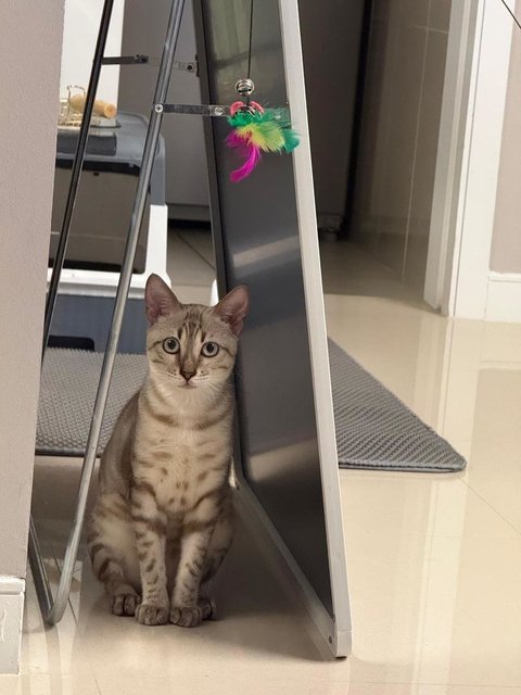 Kera  - Bengal Cat