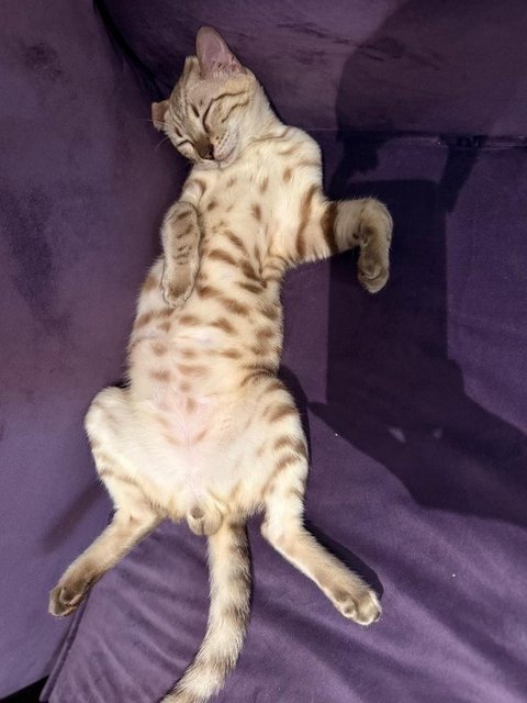 Kera  - Bengal Cat