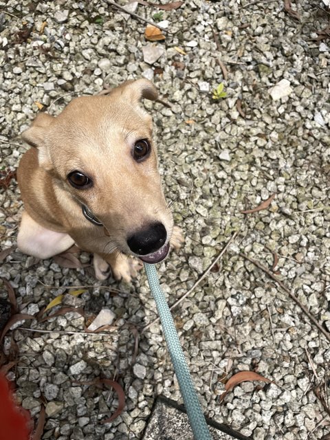 Blue - Mixed Breed Dog