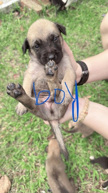 Hero 1, 2 - Mixed Breed Dog