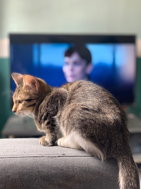 Addie - Domestic Short Hair Cat