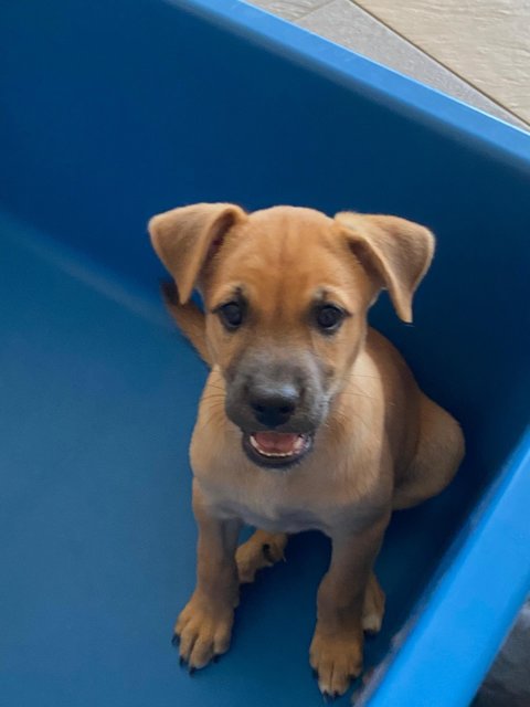 PF140695 - Mixed Breed Dog