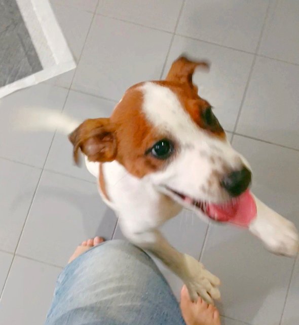 Robin - Terrier Mix Dog