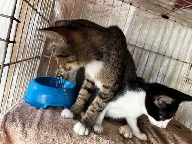 Socks &amp; Willy - Domestic Short Hair Cat
