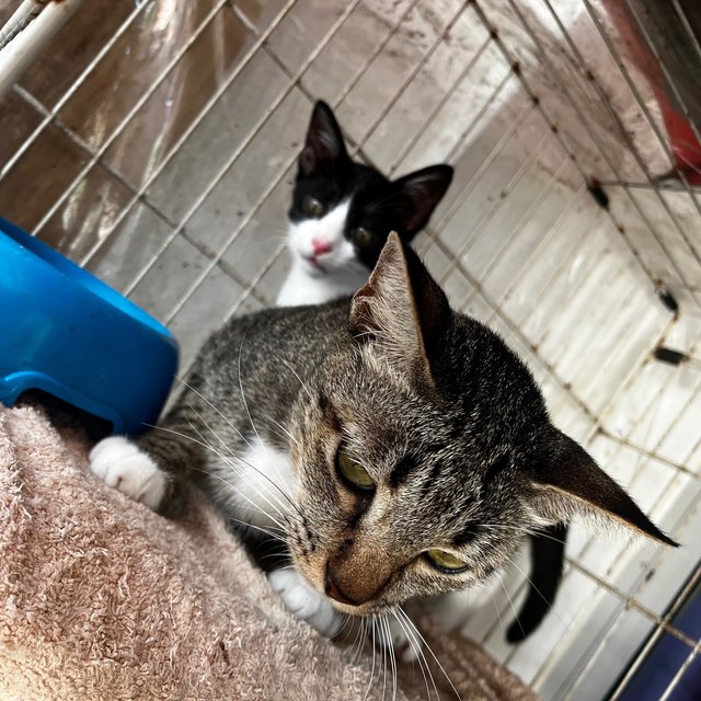 Socks &amp; Willy - Domestic Short Hair Cat