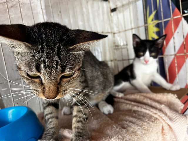 Socks &amp; Willy - Domestic Short Hair Cat
