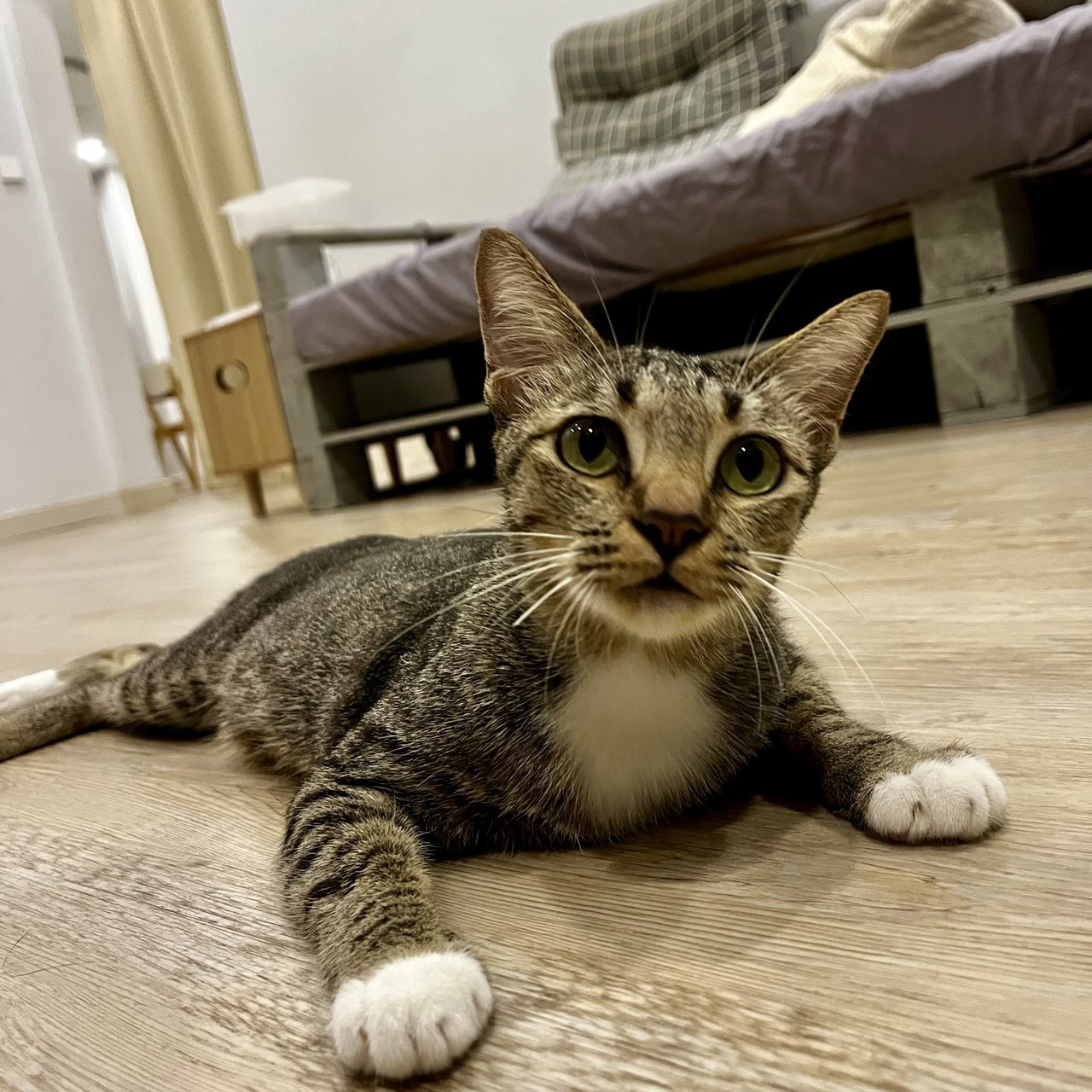 Socks &amp; Willy - Domestic Short Hair Cat