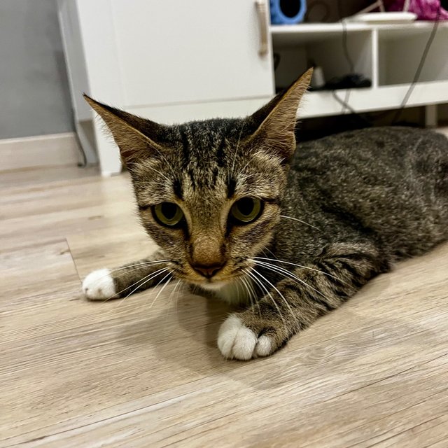Socks &amp; Willy - Domestic Short Hair Cat