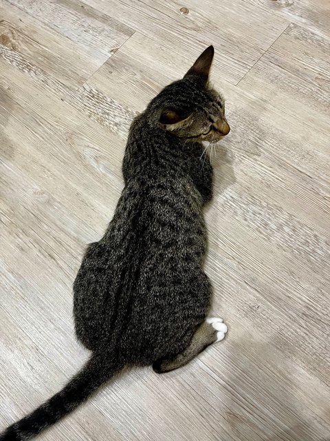 Socks &amp; Willy - Domestic Short Hair Cat