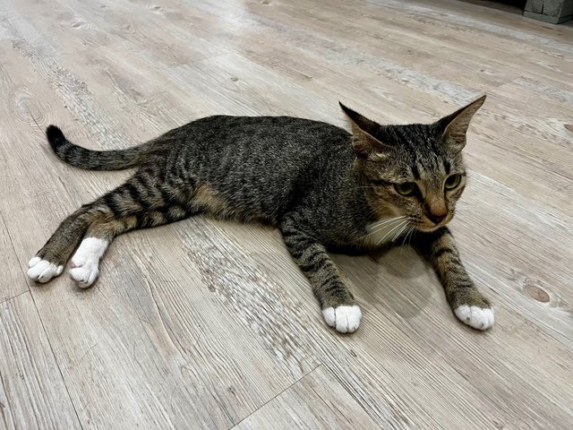 Socks &amp; Willy - Domestic Short Hair Cat