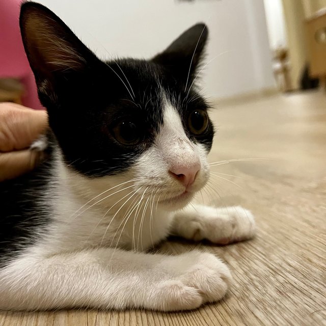 Socks &amp; Willy - Domestic Short Hair Cat